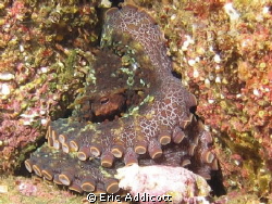 This is an octopus at Casino Point, Catalina Island, Cali... by Eric Addicott 